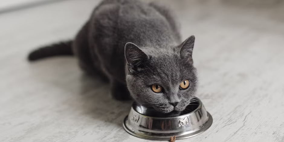 Alimentos para gatos con problemas renales
