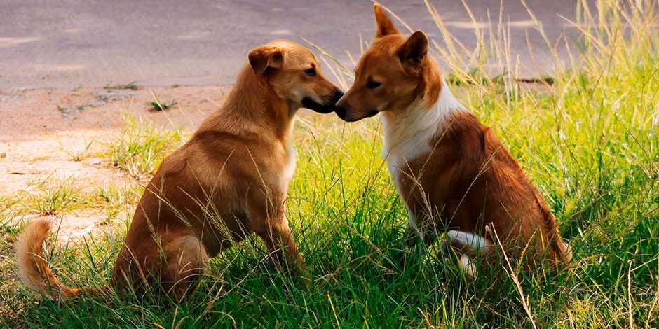 Dos canes adultos en ritual de apareamiento en perros.