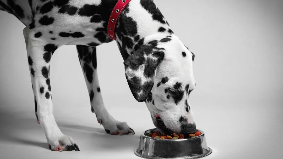 La nutrición es clave para el apareamiento en perros. Dálmata alimentándose.