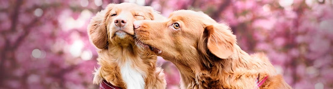 Apareamiento en perros.