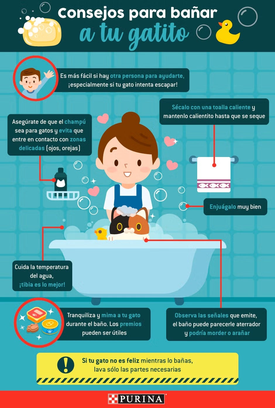 Infografía sobre cómo bañar a un gato.
