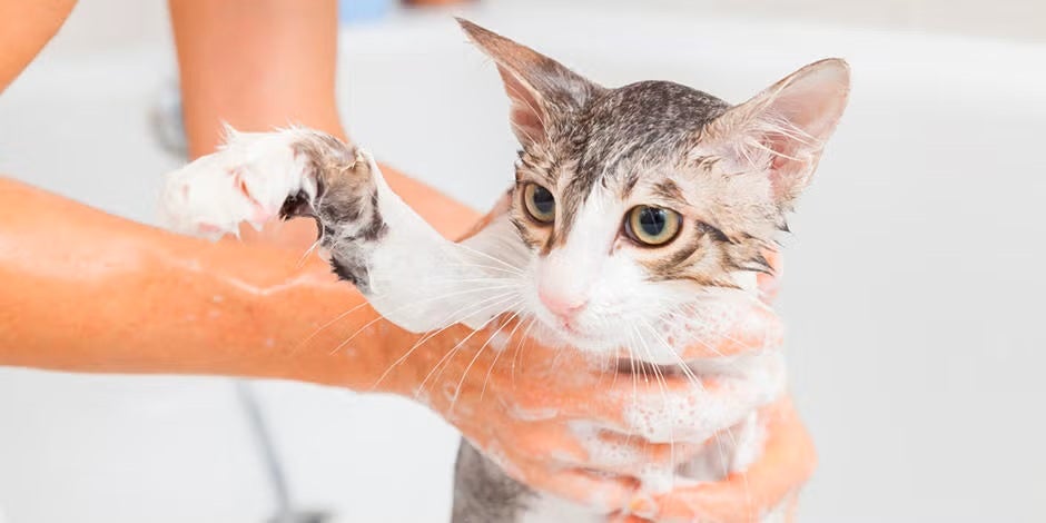 ¿Cómo bañar a un gato? Michi tranquilo enjabonado.