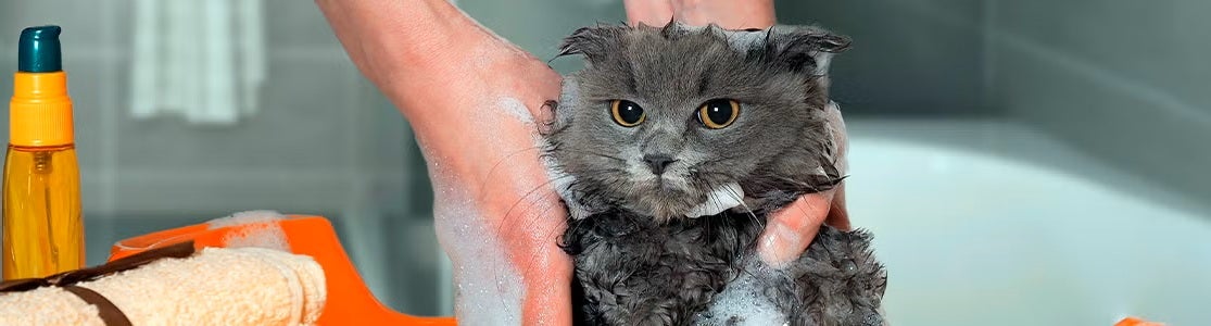 PURINA® te enseña cómo bañar a un gato sin que te arañe