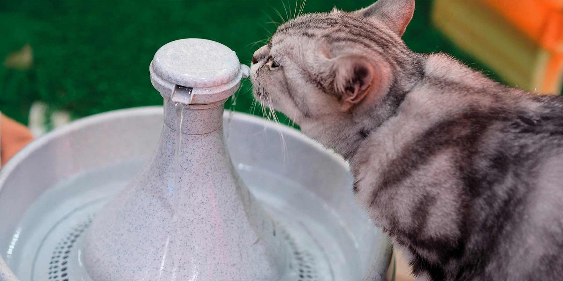 La hidratación es crucial para superar la gripe felina. Michi bebiendo agua de su bebedero.
