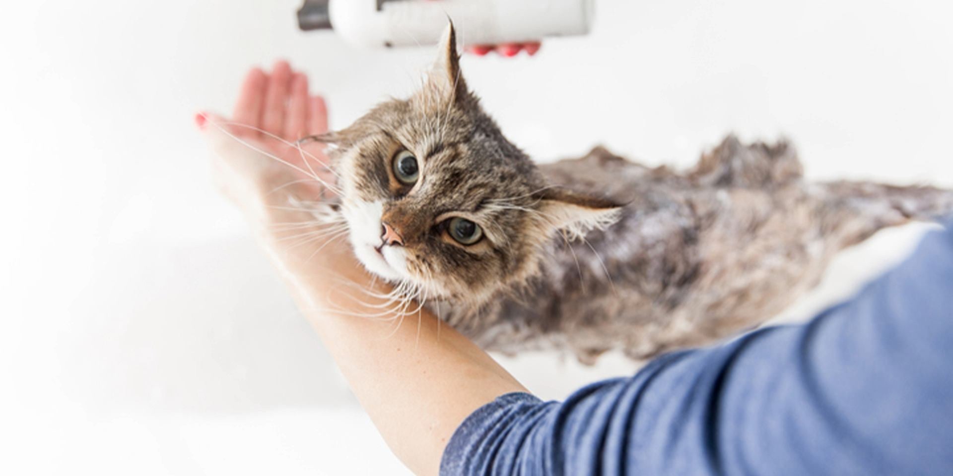La mejor herramienta contra la gripe felina es la prevención, apoyada por una buena higiene. Baño de michi.