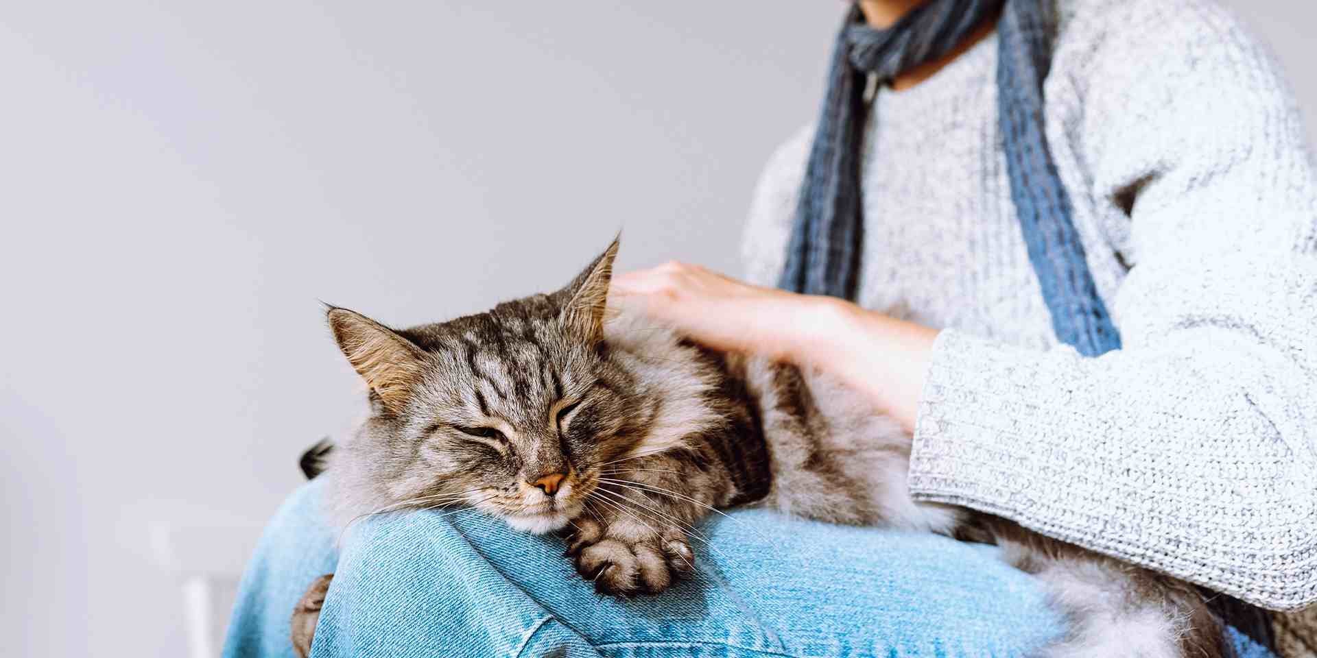 La gripe felina puede generar serio malestar en los michis, como en este, sobre el regazo del tutor.