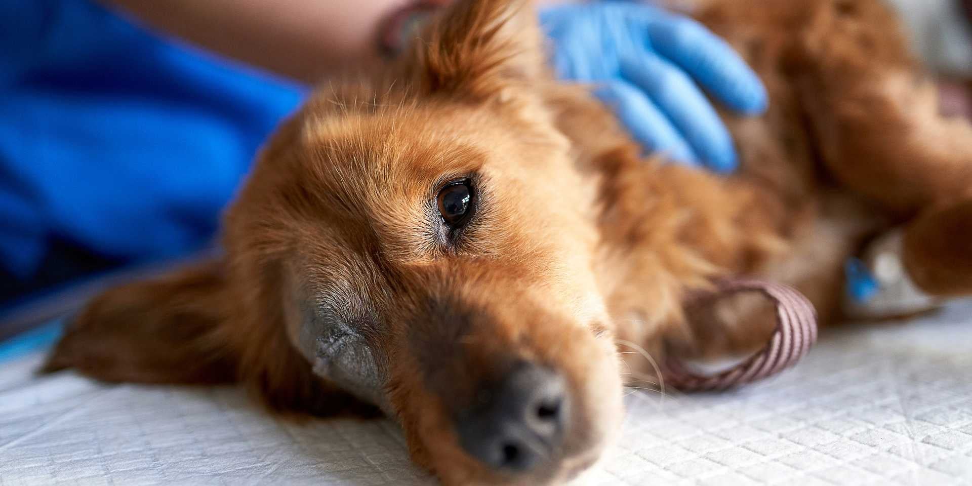 Piel irritada en perros.