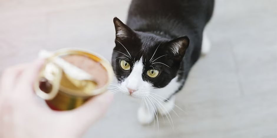 Comida húmeda para gatos.