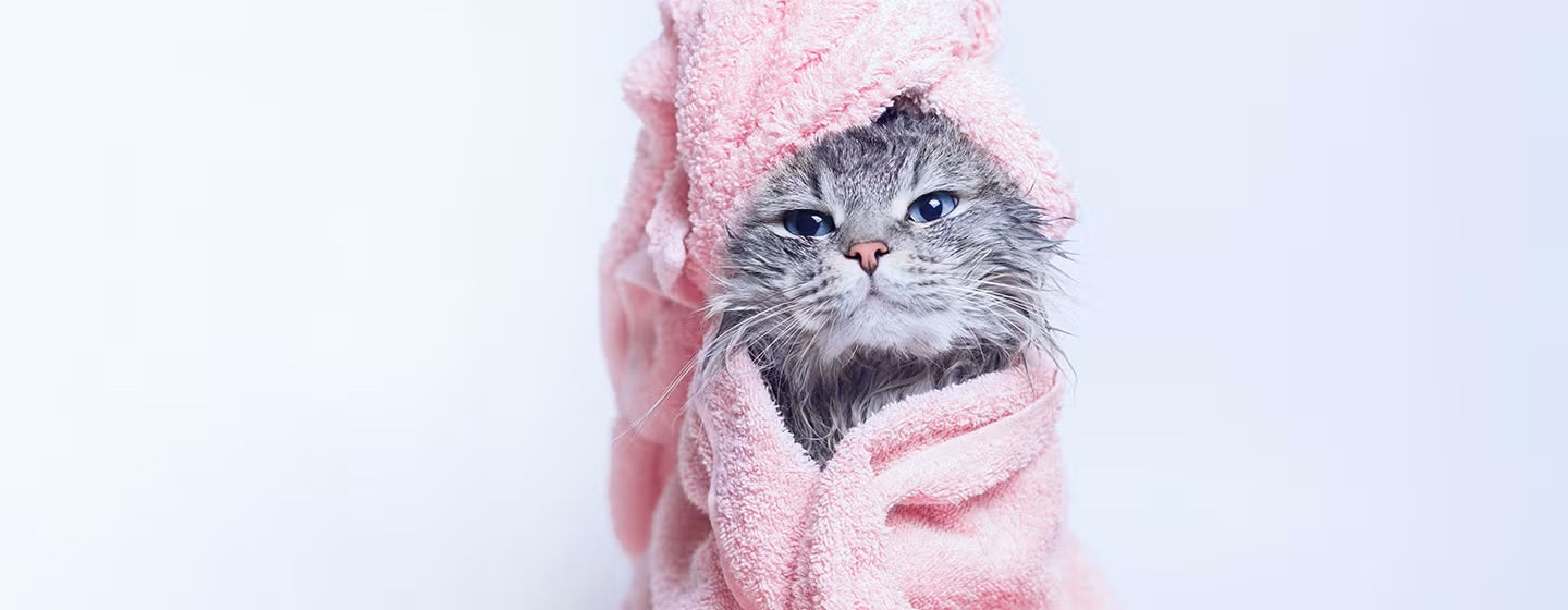 ¿Cómo bañar a un gato? Gatito mojado envuelto en una toalla.
