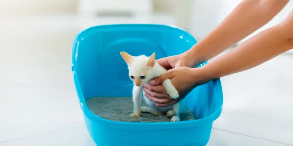 Aprende cómo educar a un gato para que use el arenero como corresponde. Gatito en el arenero.