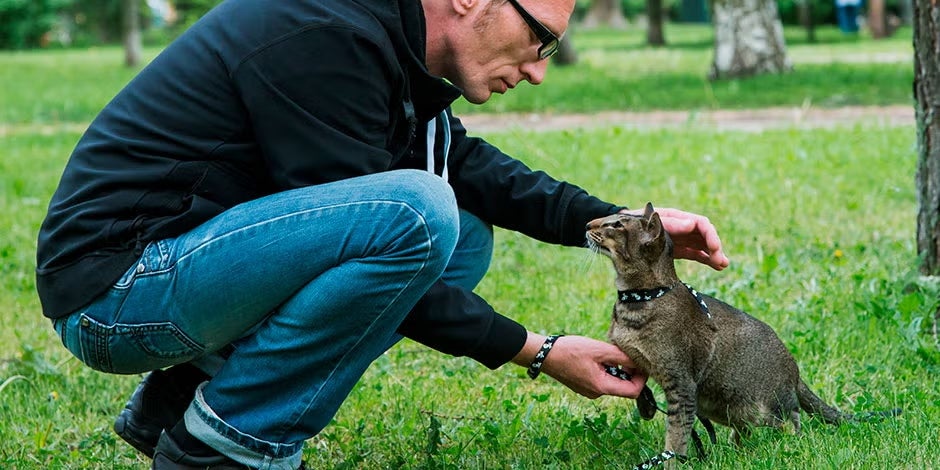 ¿Cómo educar a un gato? Todo sobre el adiestramiento felino