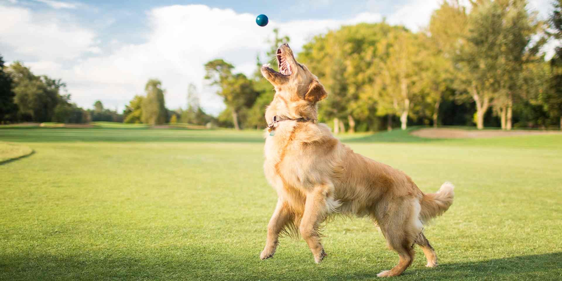Comportamiento del perro. Golden retriever jugando en el parque.