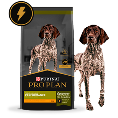 Alimento Pro Plan Performance con mascota en la card del alimento para perros adultos activos
