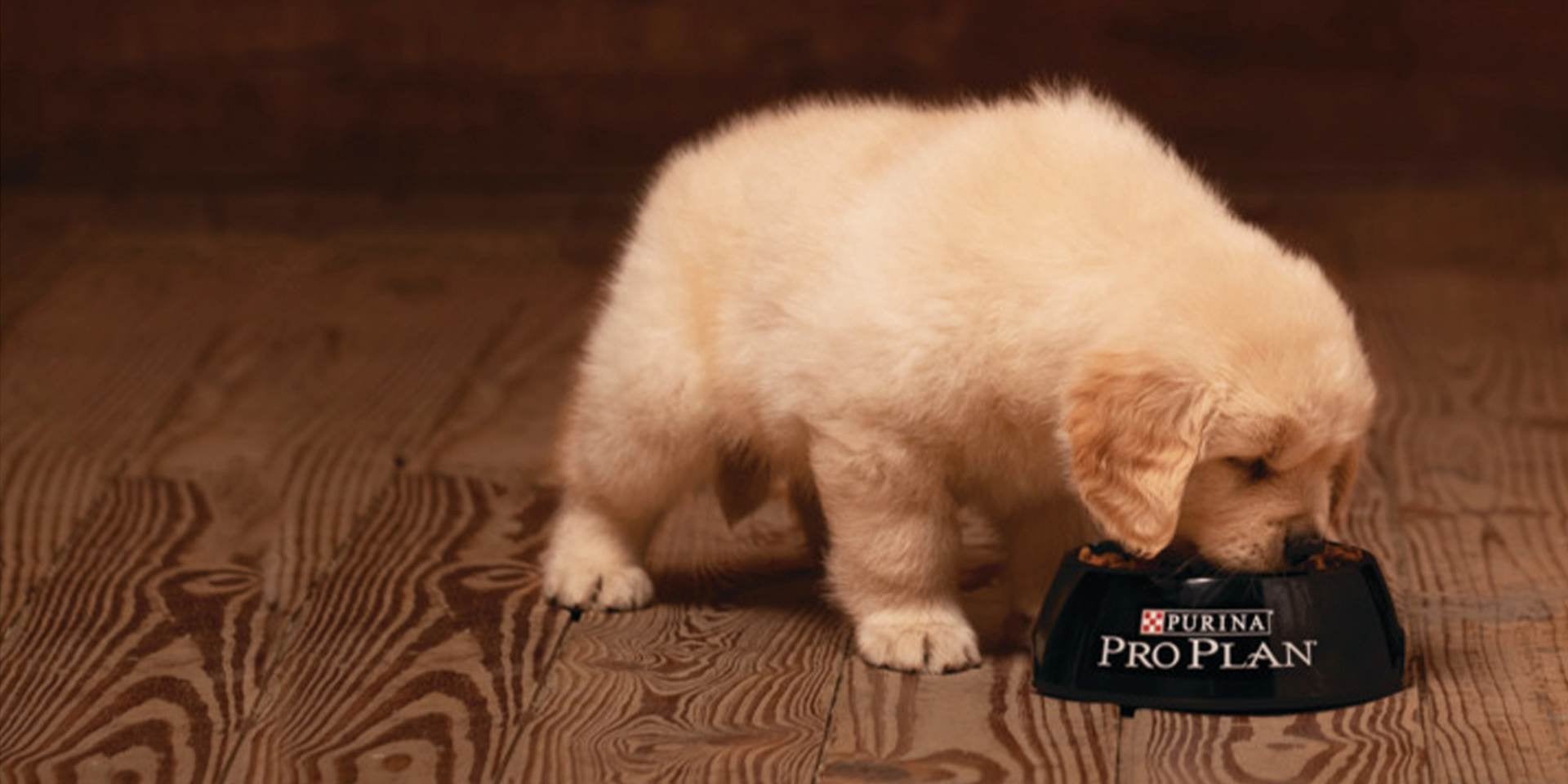 En PRO PLAN® encuentras el tipo de alimento para perros cachorros adecuado para ellos, balanceado y completo.