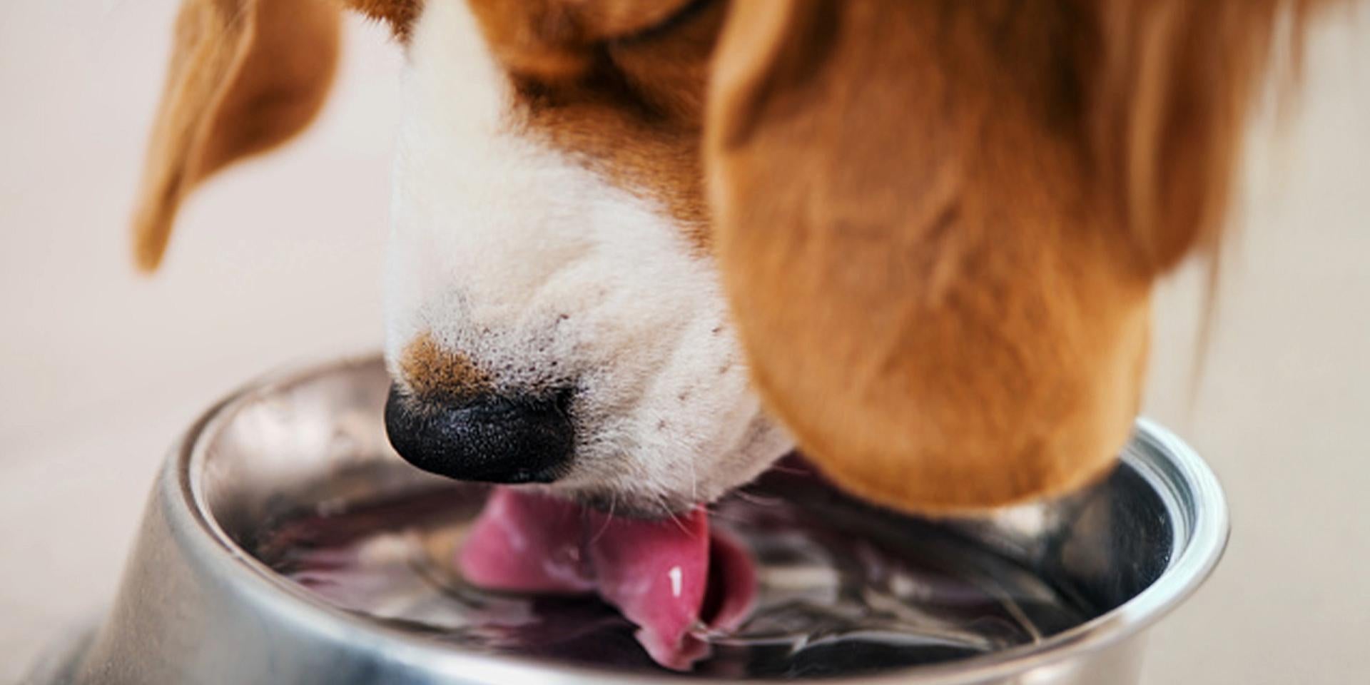 Además del tipo de alimento para perros, considera también su hidratación. Beagle tomando agua.