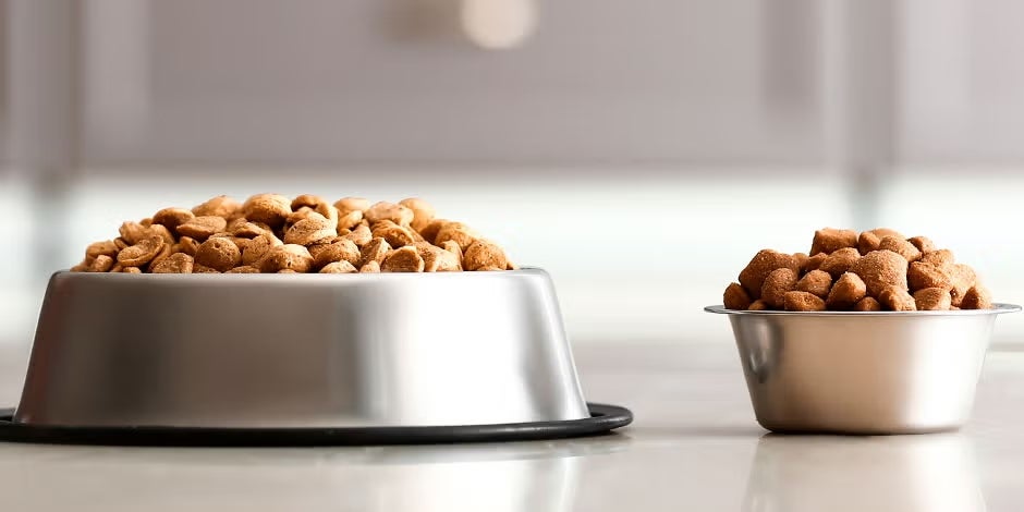 Tipo de alimento para perros.