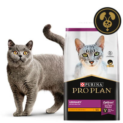 Gato gris junto al alimento Pro Plan Urinary para gatos adultos ideal para cuidar su tracto urinario