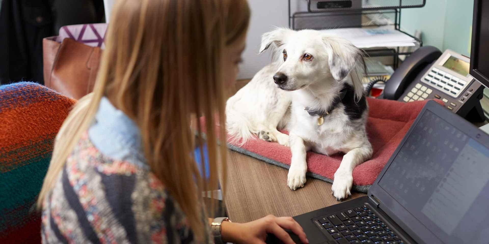 Uno de los beneficios de tener un perro es que genera compañía, como a esta mujer que trabaja desde casa.