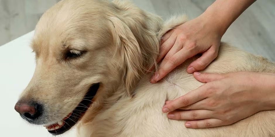 Veterinario revisando a un golden retriever para determinar cada cuánto se desparasita un perro.
