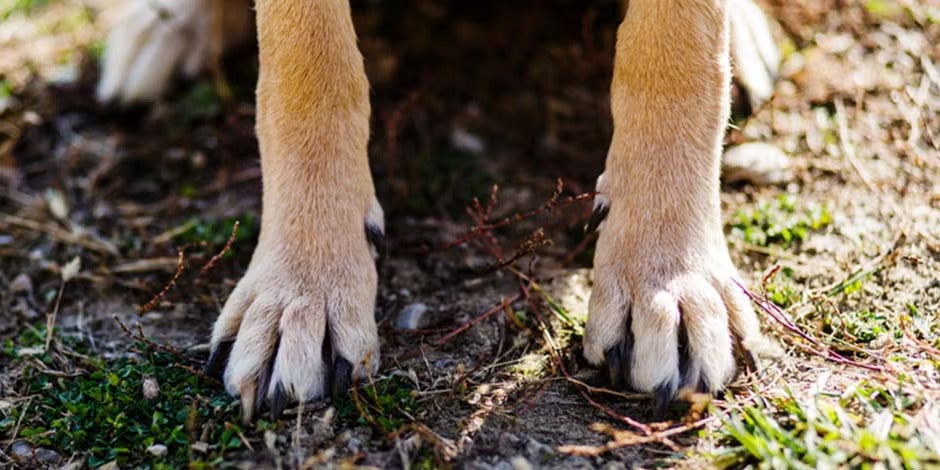 Patas de canino donde se pueden ver sus garras. Aprende como cortar las uñas de un perro y la importancia de hacerlo.