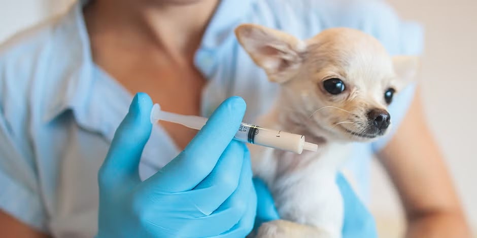 Aprende cómo desparasitar un perro chihuahua.