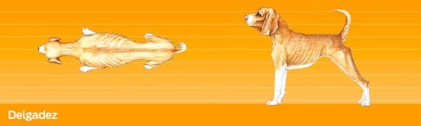 Cuidados de un perro. Imagen desde arriba y de perfil de un perro muy delgado