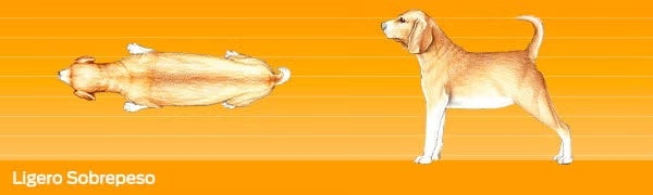 Cuidados de un perro. Imagen desde arriba y de perfil de un perro con ligero sobrepeso.