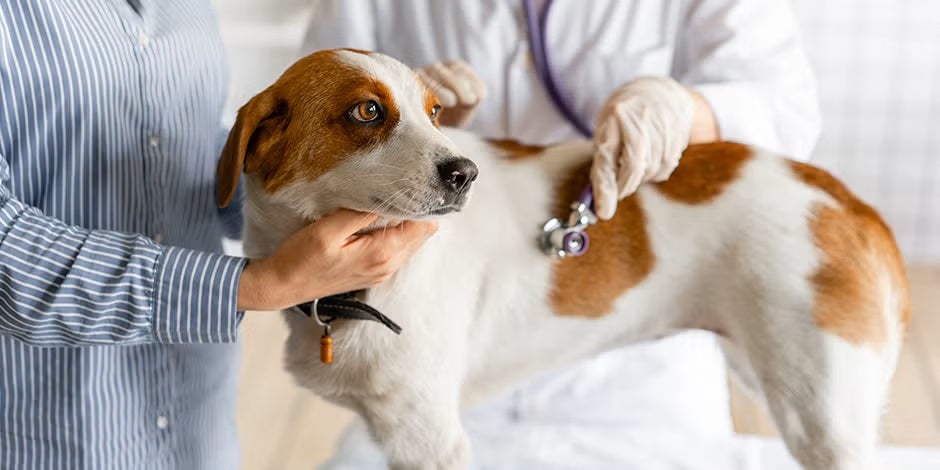 La consulta veterinaria es la principal medida en casos de envenenamiento en perros.