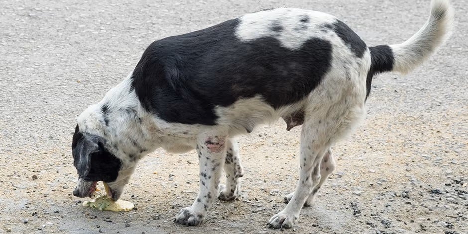 El vómito es uno de los signos clínicos habituales del envenenamiento en perros. Can vomitando.