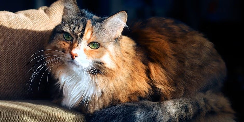 El bienestar de un gato senior requiere de múltiples factores, cúmplelos a cabalidad. Michi calicó sentada.