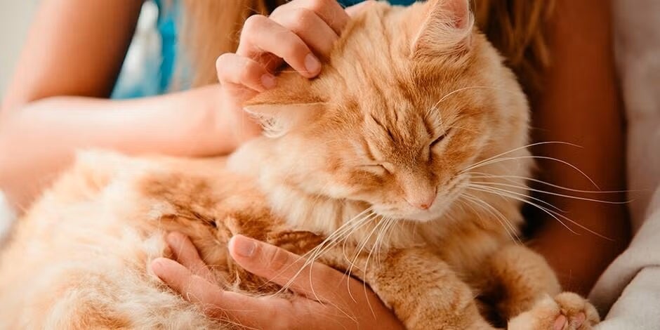 Gato senior: conoce los cuidados de un gato adulto mayor