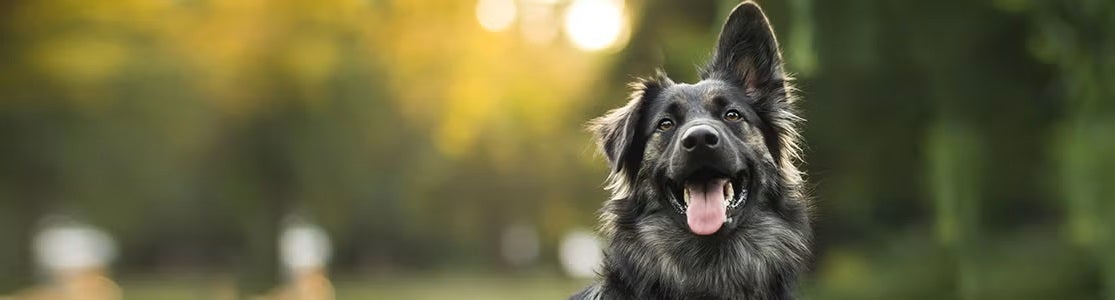 Perro feliz.