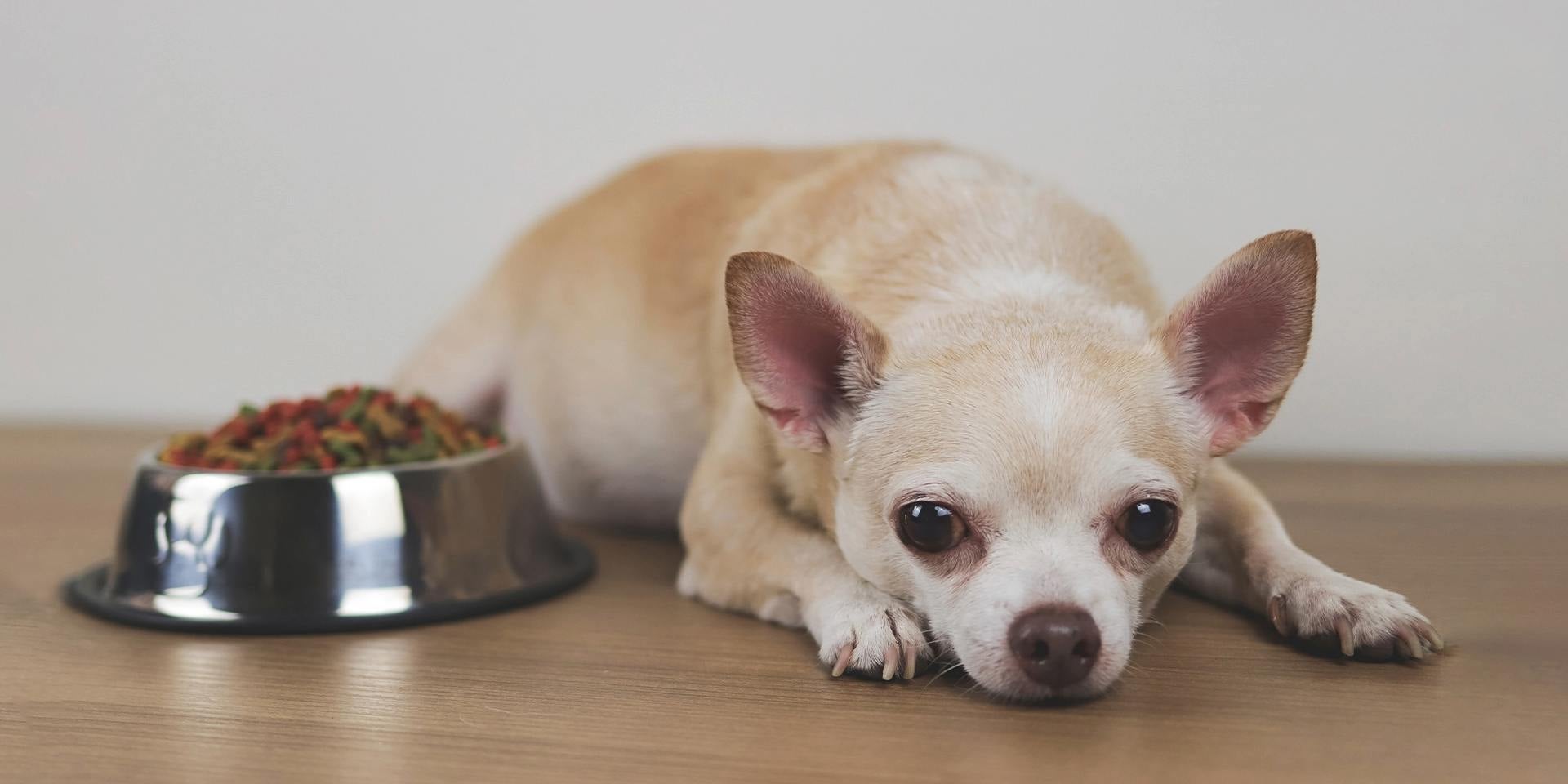 Descubre qué pasa si un perro come chocolate. Chihuahua con inapetencia junto a su plato.