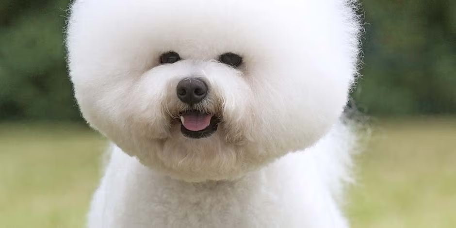 Razas de perros pequeños como bichón frisé blanco, de pie, sonriente en medio de un prado.