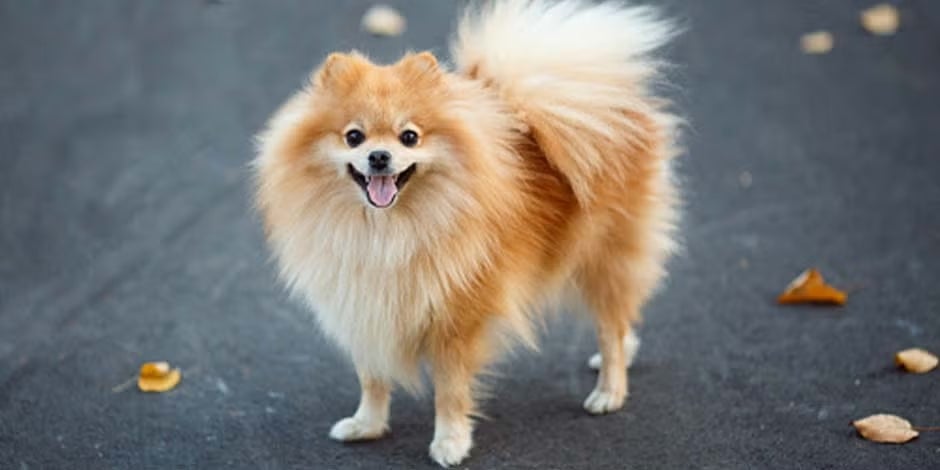 Razas pequeñas de perros como este pomerania color dorado, sonriente en medio de la calle junto a varias hojas caídas durante el otoño.