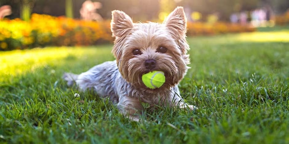 Razas de perros pequeños. Yorkshire beige acostado sobre el césped tomando el sol, mientras sostiene una pelota con su hocico.