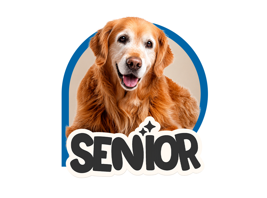 Perro senior en tarjeta Club Purina Senior con beneficios y cuidados para mascotas adultas