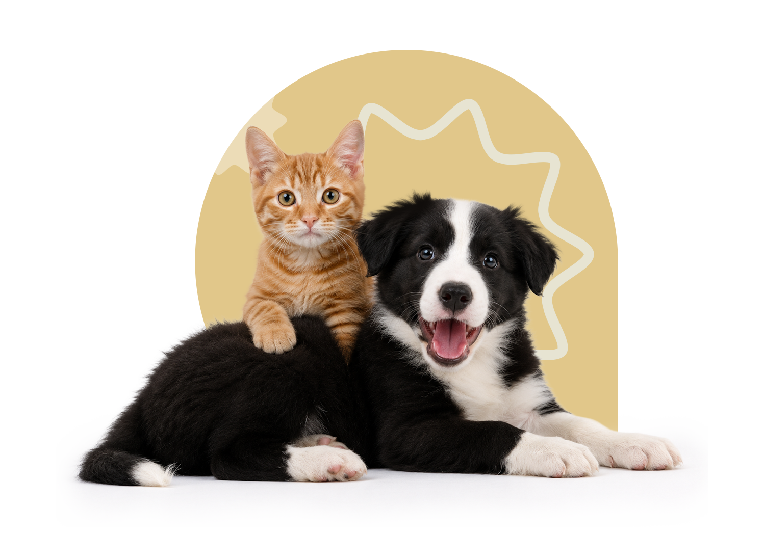 Perro y gato en banner de registro a Club Purina con consejos y cuidados para mascotas
