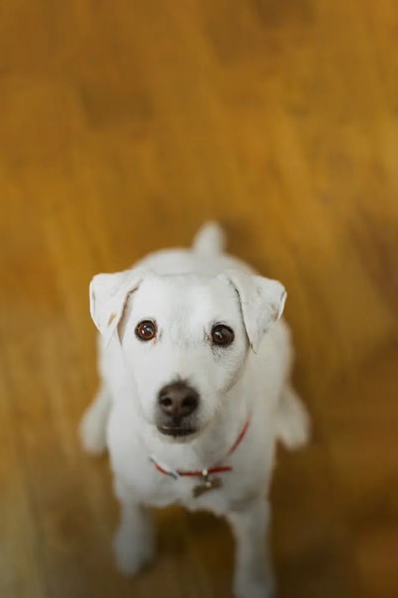 Conoce Purina - cachorro