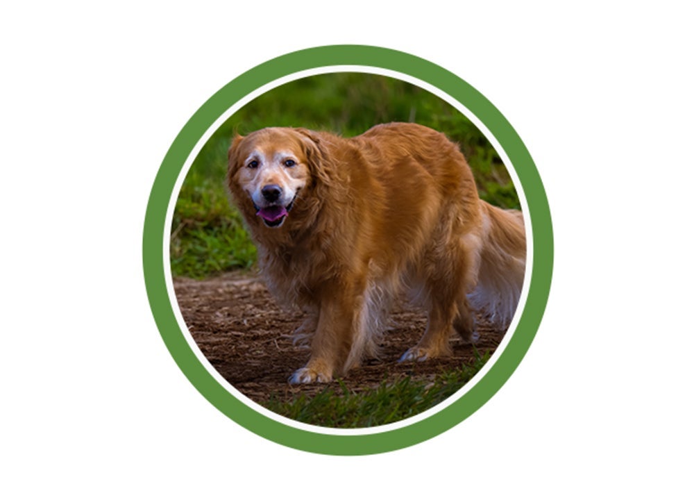 Golden retriever senior caminando en el campo