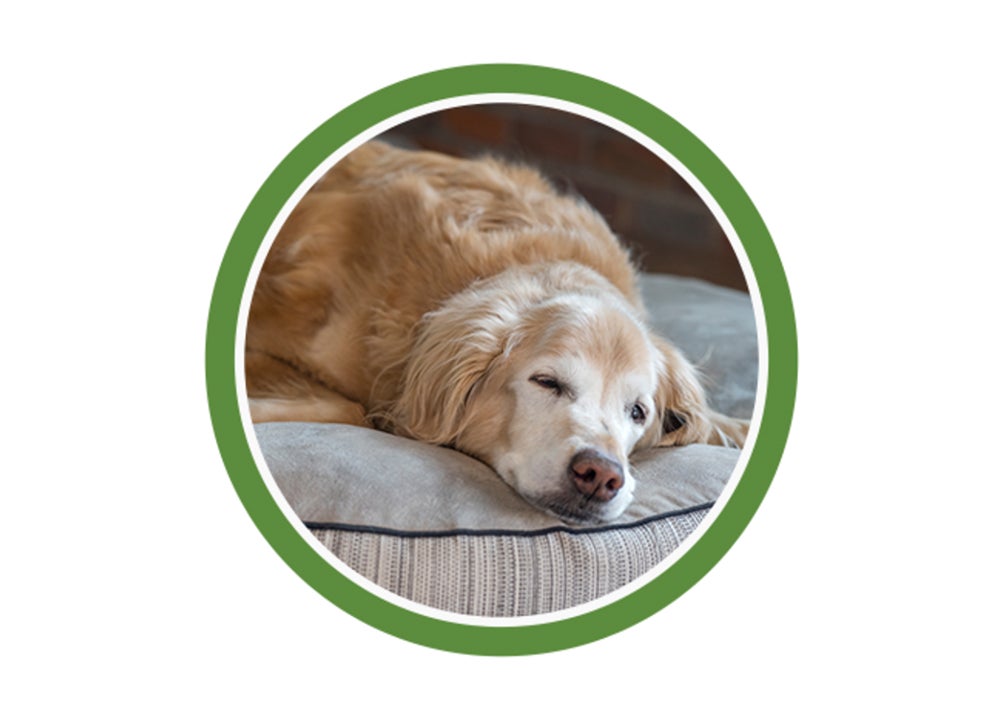 Golden retriever senior dormido en su cama
