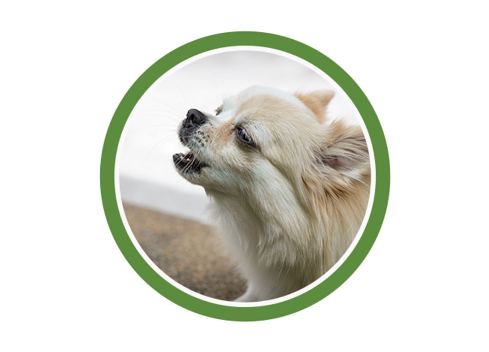 Perro pequeño de pelo blanco aullando