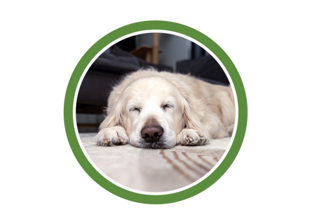 Golden retriever senior acostado en el piso