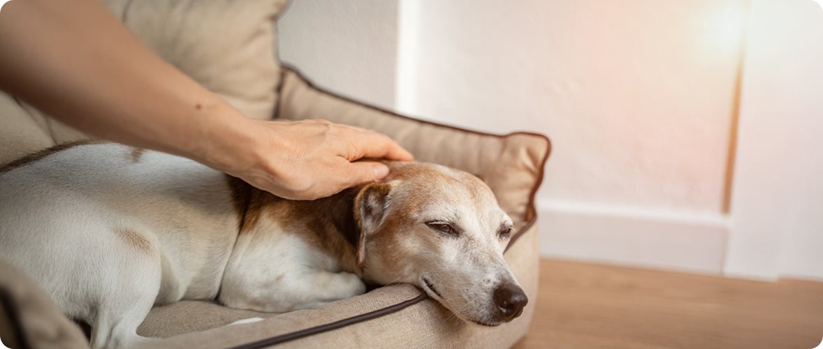 Persona acariciando a un perro senior que descansa en su cama