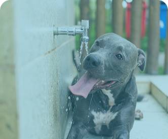 Perro tomando agua de una llave