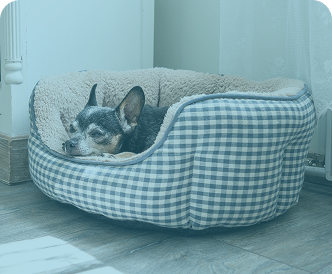 Perro chihuahua descansando en una cama de cuadros