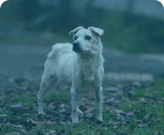 Perro pequeño de pelo blanco de pie sobre el pasto