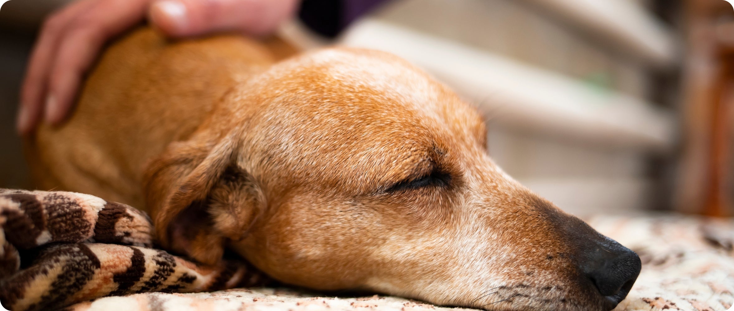 Persona acariciando la cabeza de un perro que duerme