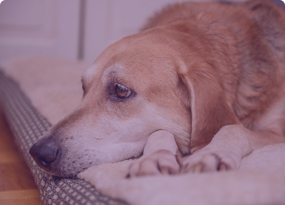 Perro senior acostado con la mirada perdida
