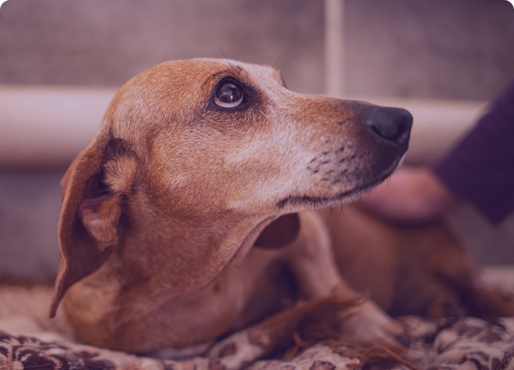 Perro senior acostado mirando hacia un lado